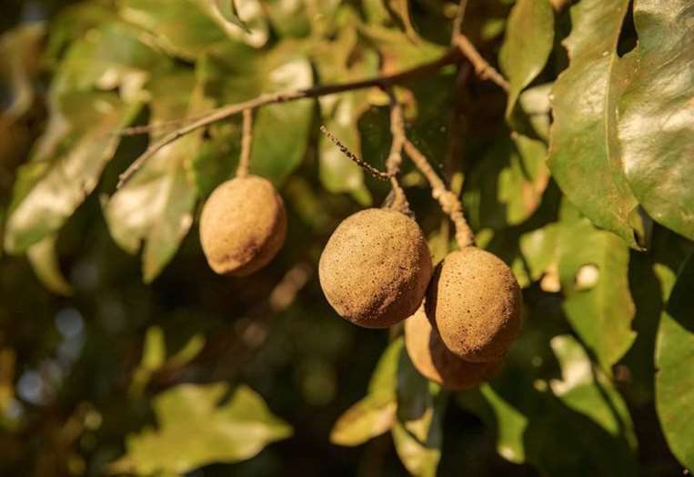 robore 5